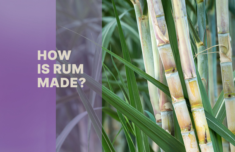 The Art of Rum: From Sugarcane to Bottle - A Comprehensive Guide to Rum Production